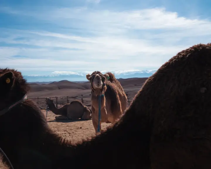Agafay in der Gruppe: Kamelritt und Dinner-Show ab Marrakesch