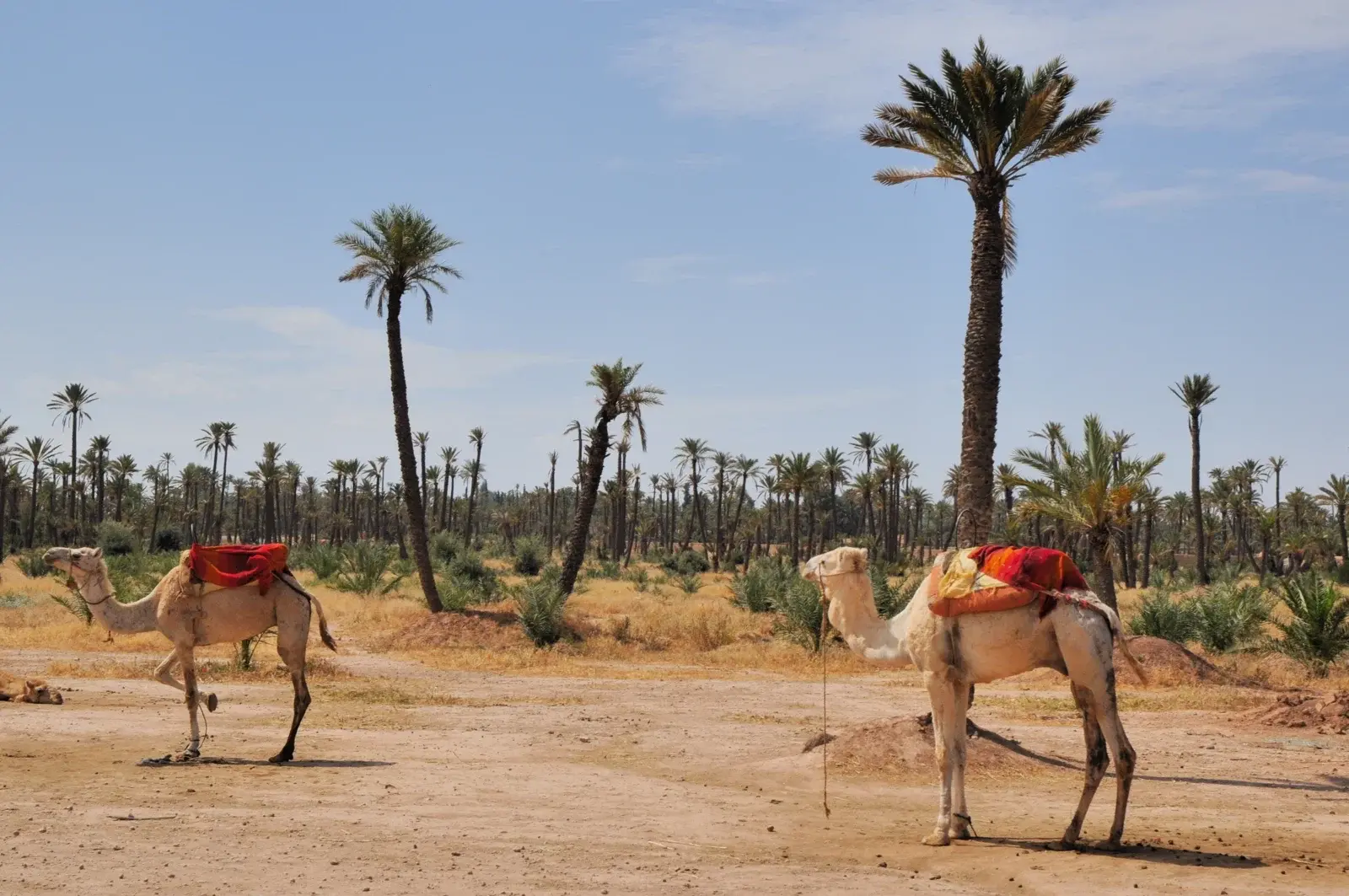 Camellos entre palmeras a las afueras de Marrakech
