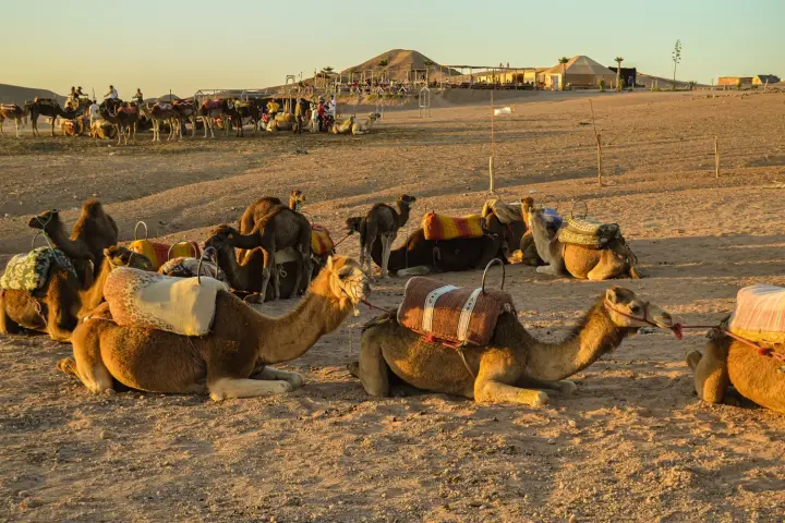 Agafay ab Marrakesch: Buggy, Kamelritt und Dinner-Show