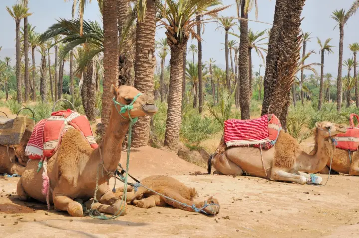 Balade à dromadaire partagée dans la Palmeraie de Marrakech