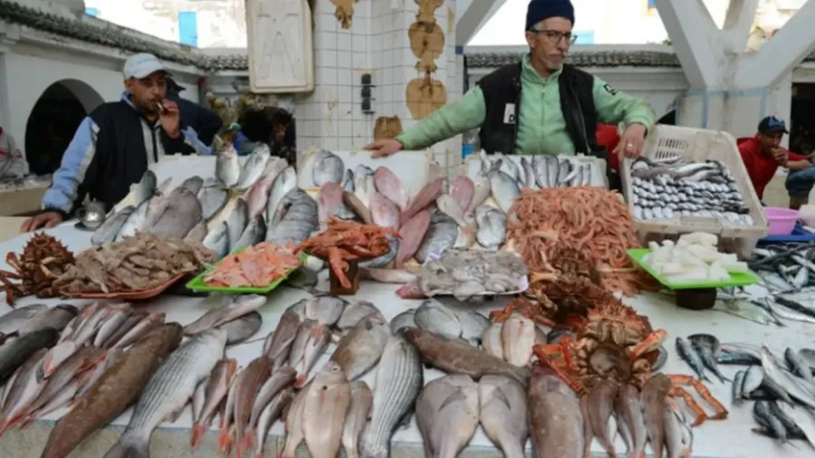 Fresh fish and shellfish displayed at Essaouira's medina market