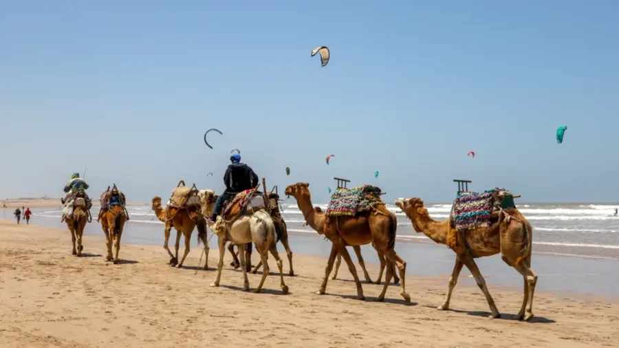 Camels and kitesurfers along the wide sandy beach of Essaouira