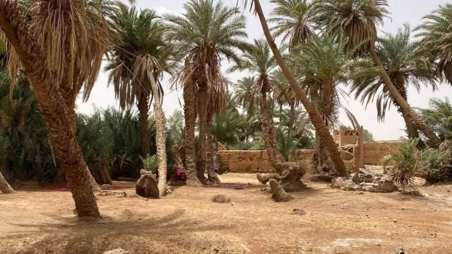 Date palms at the Sacred Oasis of Oum Lalaag near Erg Chigaga