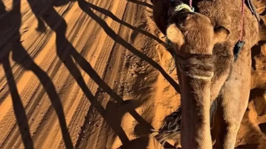Trekking in dromedario nel Sahara – M'Hamid El Ghizlane