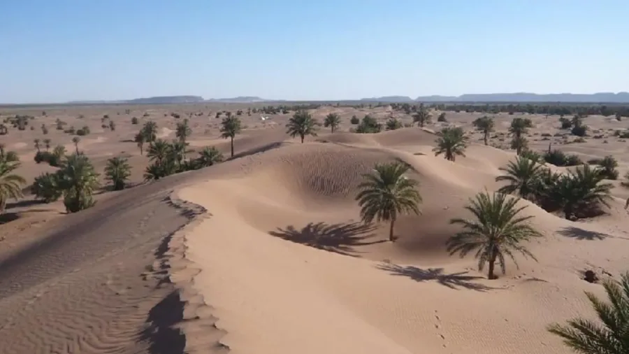 Palmeto della valle del Draa – M'Hamid El Ghizlane